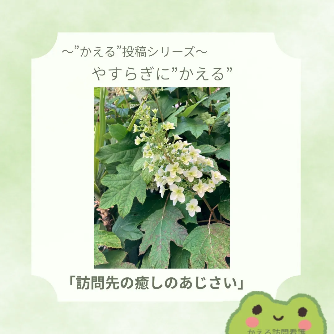 訪問先で見つけた、やさしい紫陽花